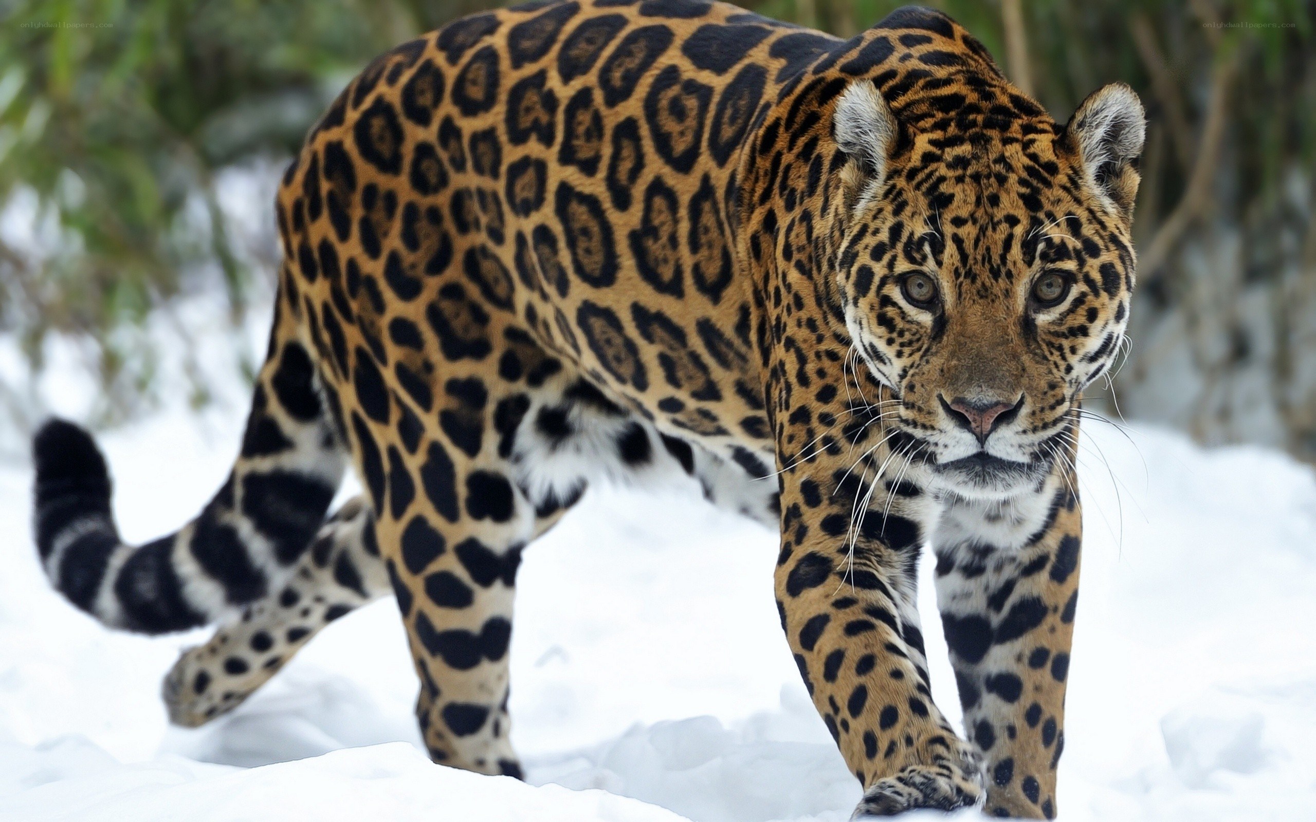 Jaguar in the snow