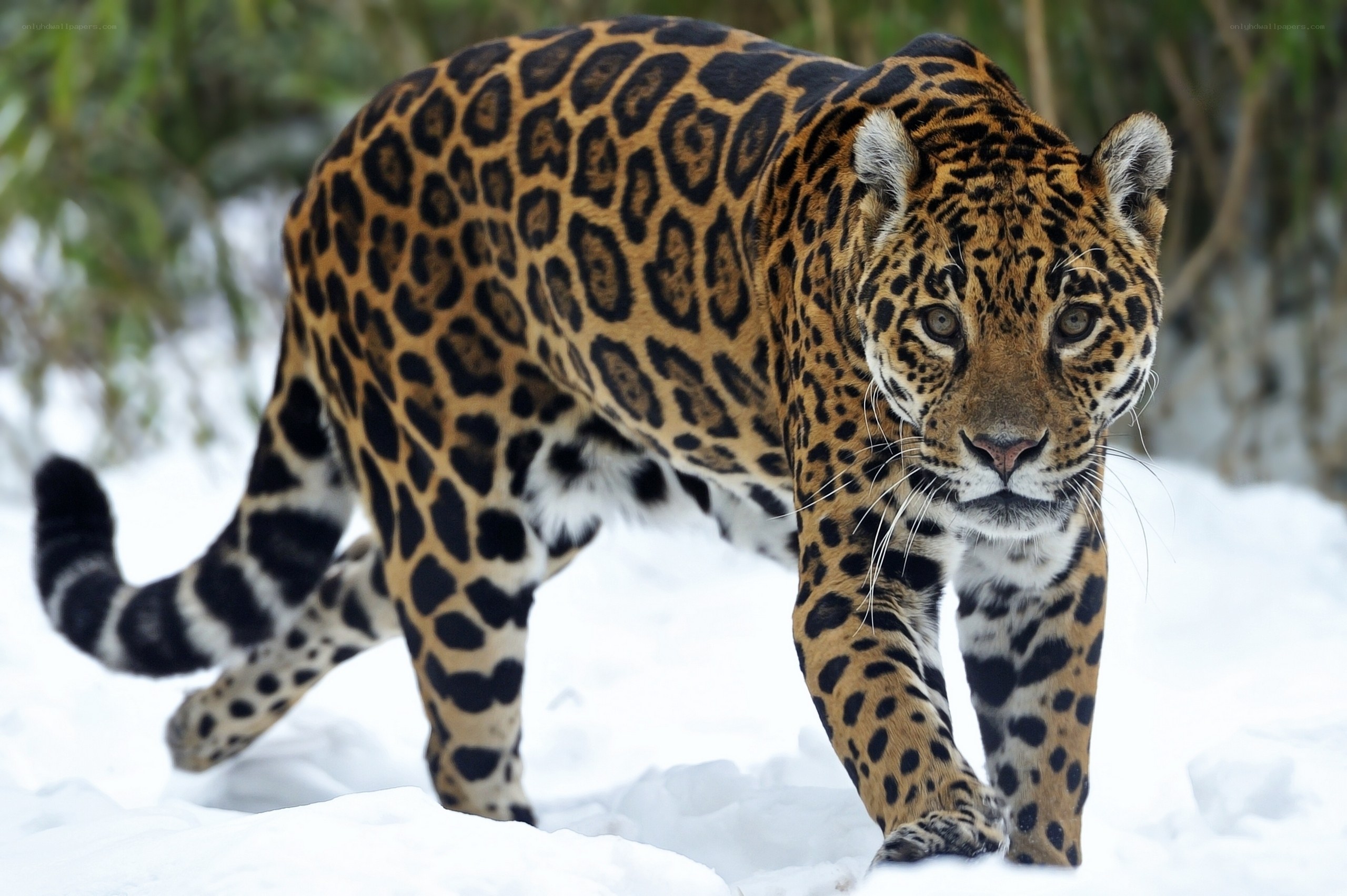 Jaguar in the snow