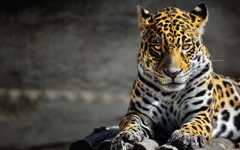 Jaguar in the Sunlight
