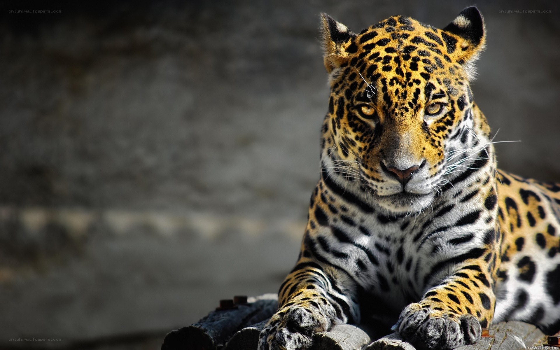 Jaguar in the Sunlight