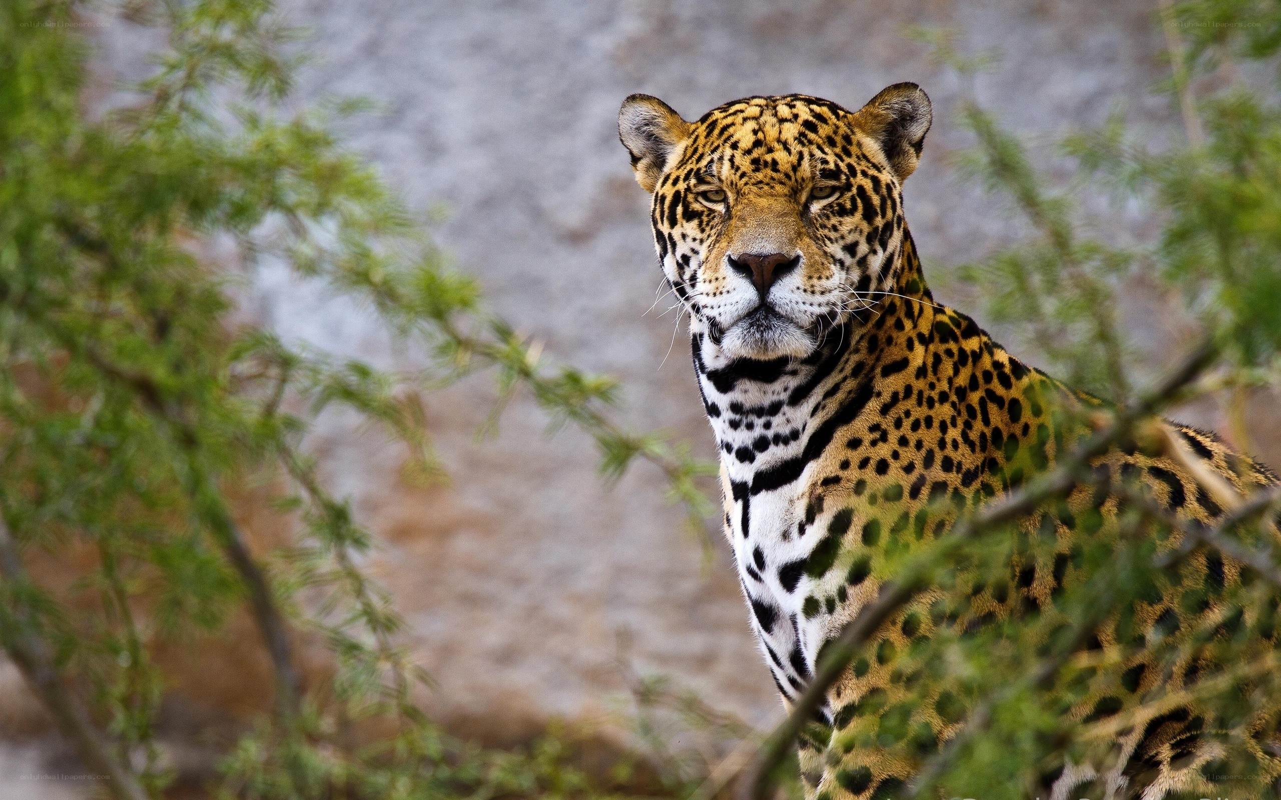 Jaguar in the wild