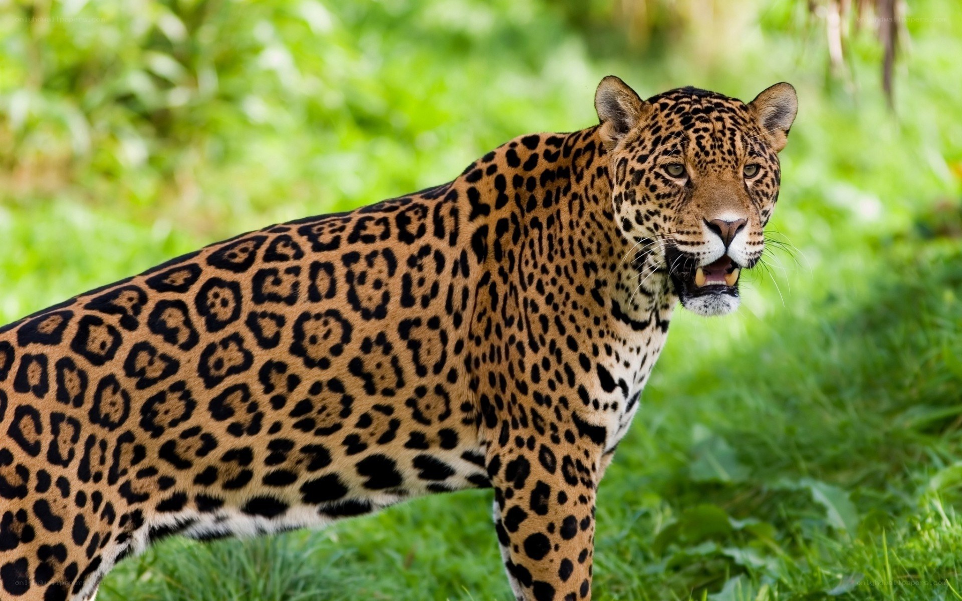 Jaguar in the wild