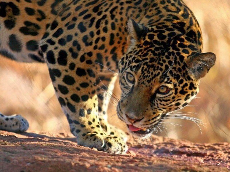 Jaguar in the wild