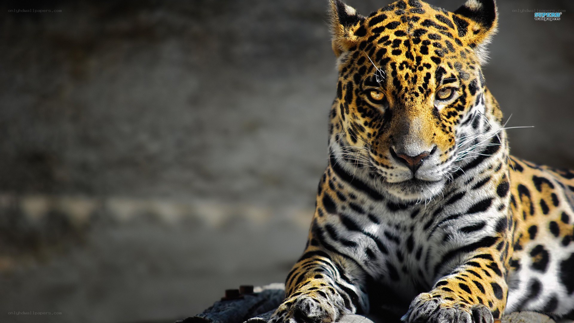Jaguar in the wild