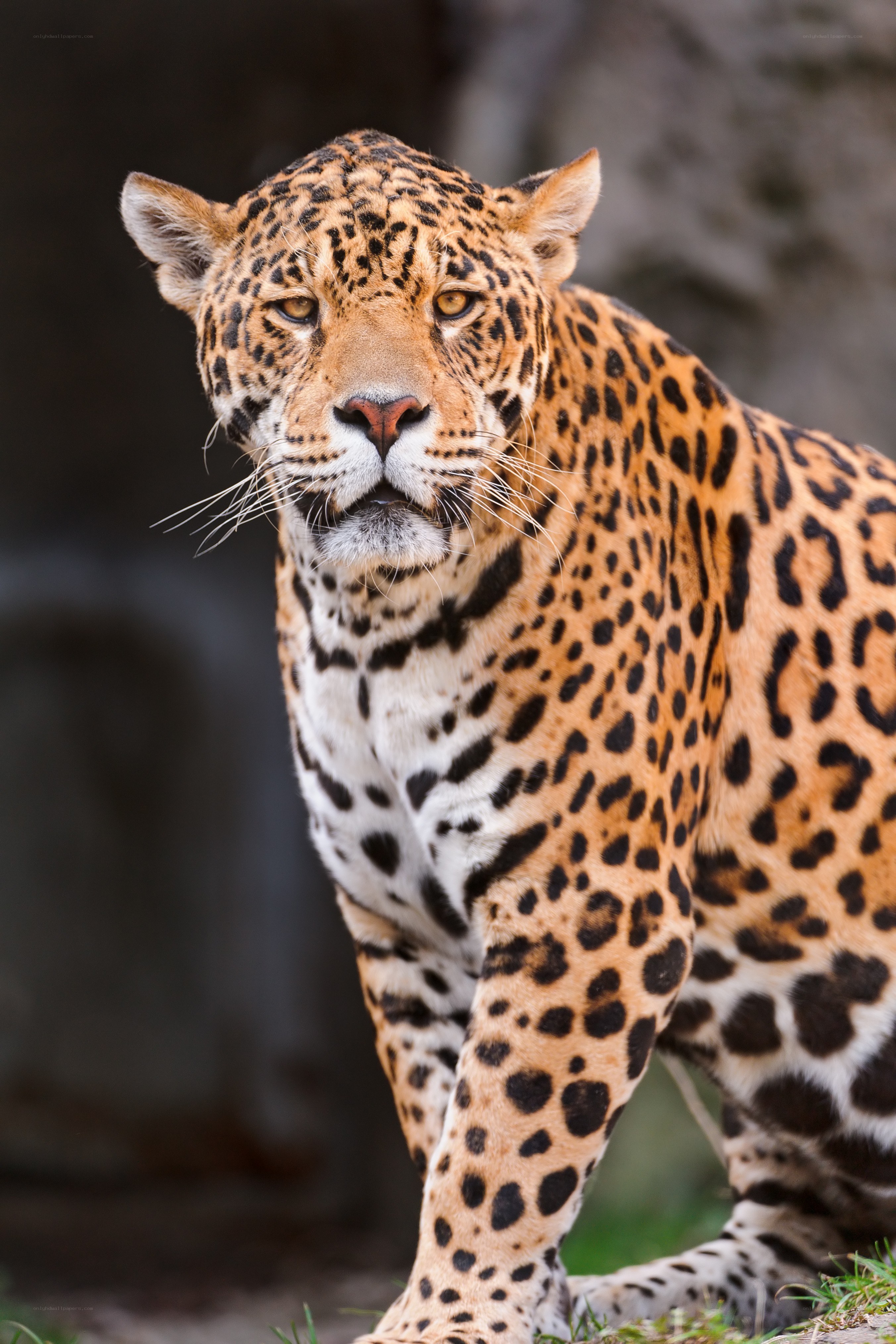 Jaguar in the wild