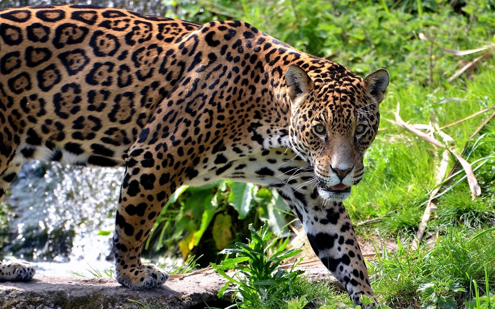 Jaguar in the wild
