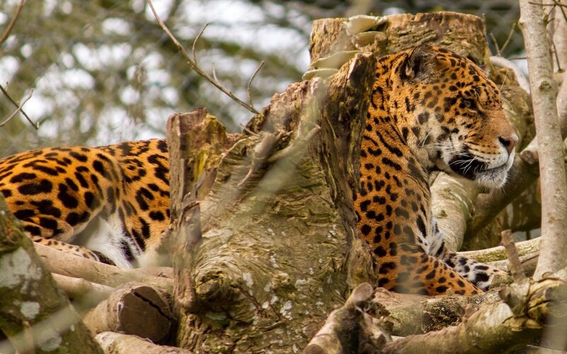Jaguar in Tree