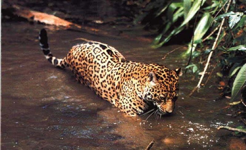 Jaguar in Water — Brown, Natural