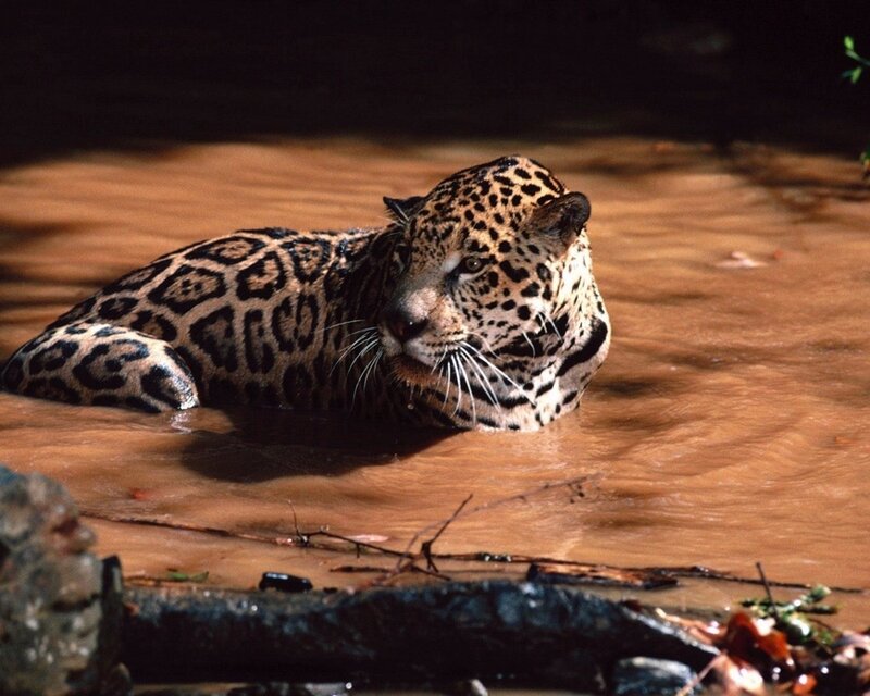 Jaguar in Water — Brown