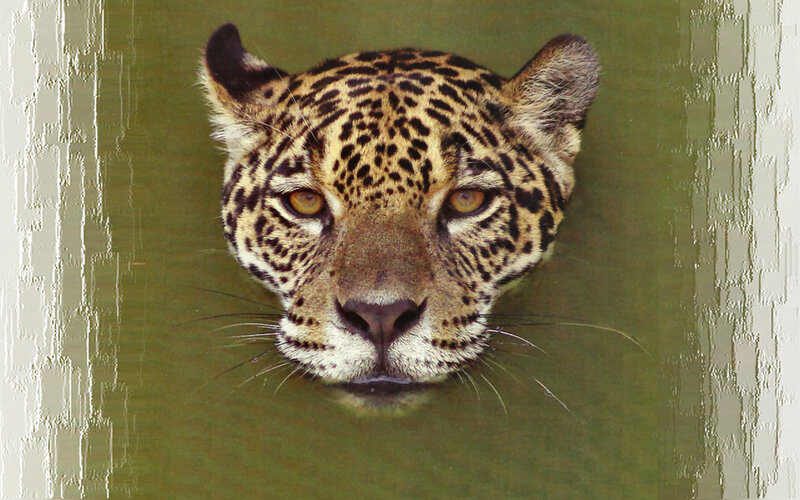 Jaguar in Water