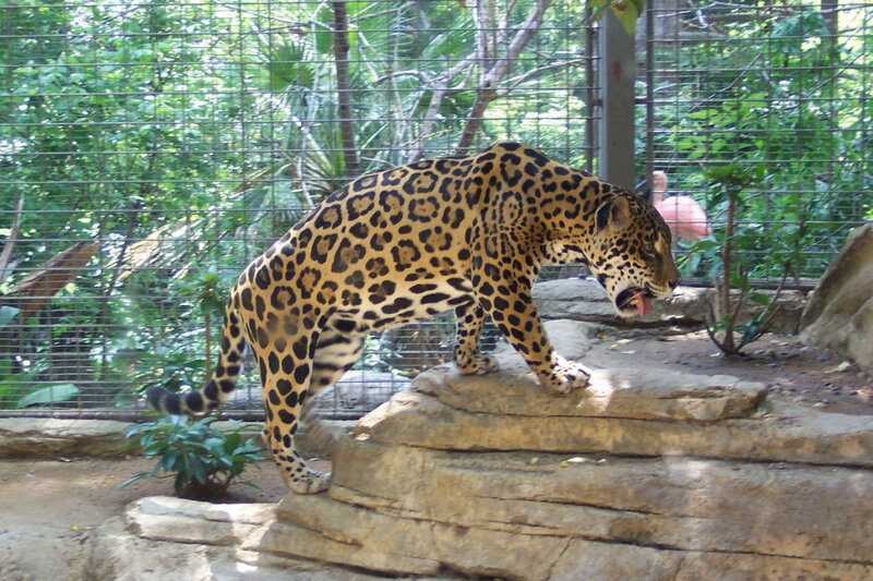 Jaguar in zoo enclosure