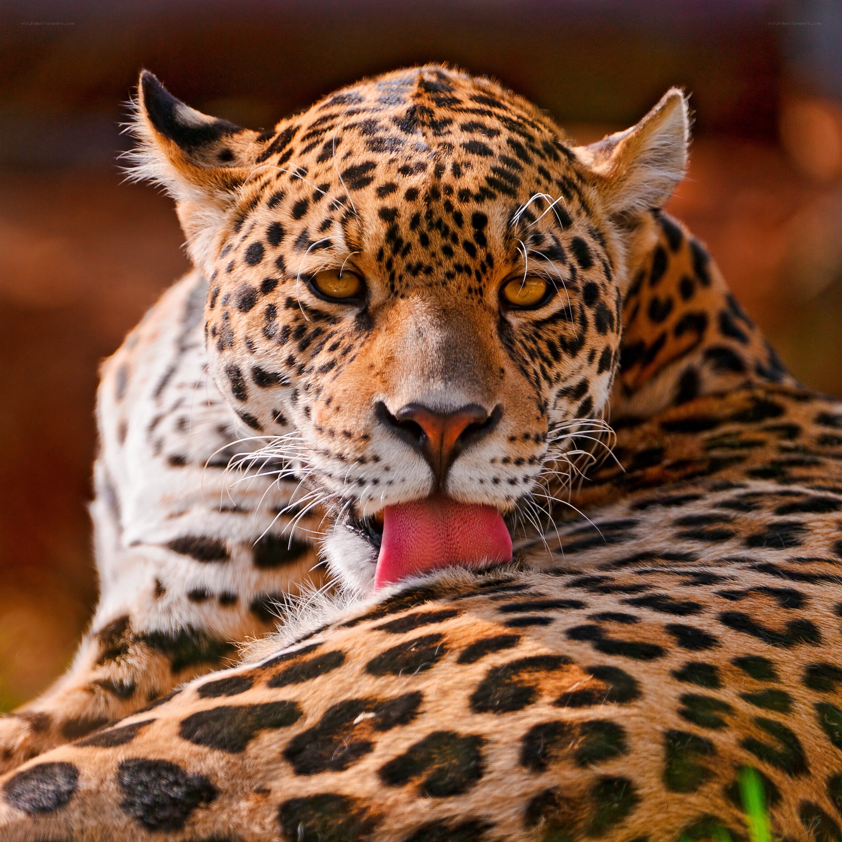 Jaguar licking its fur