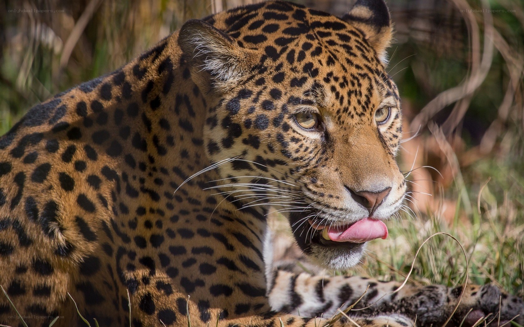 Jaguar licking its lips