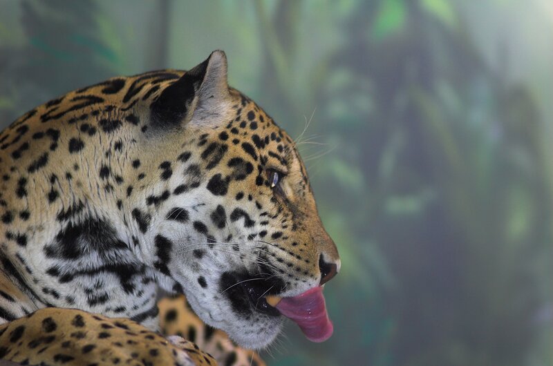 Jaguar licking its lips