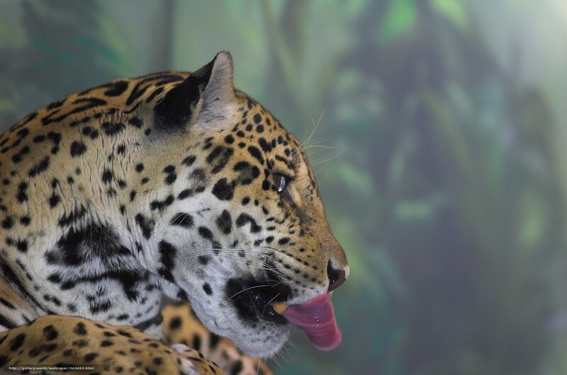 Jaguar licking its lips