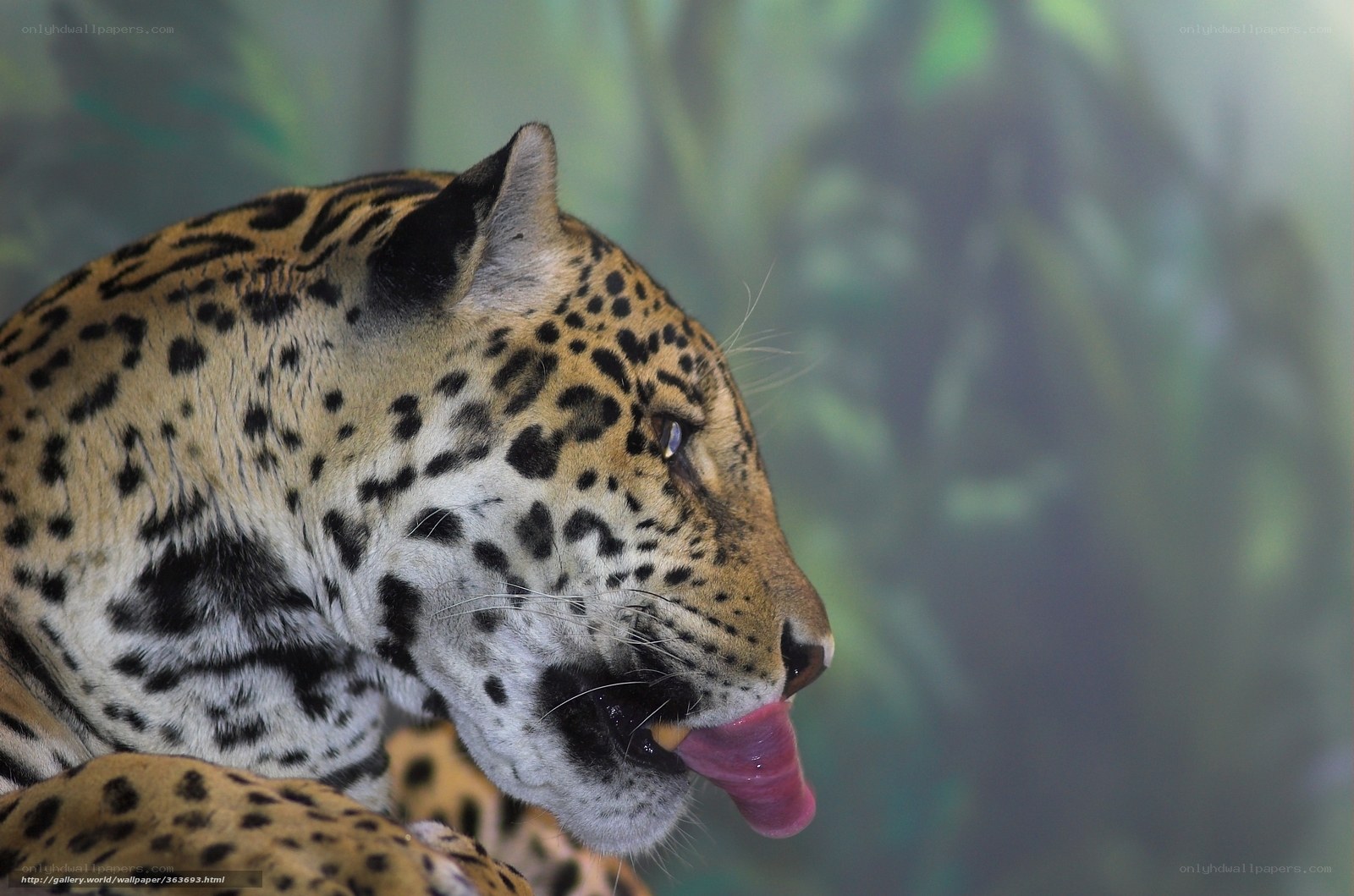 Jaguar licking its lips