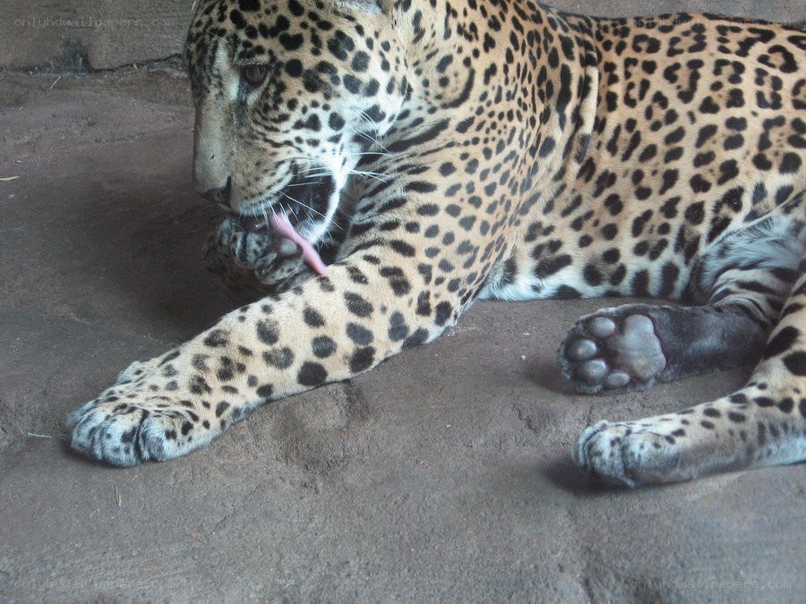 Jaguar licking its paw