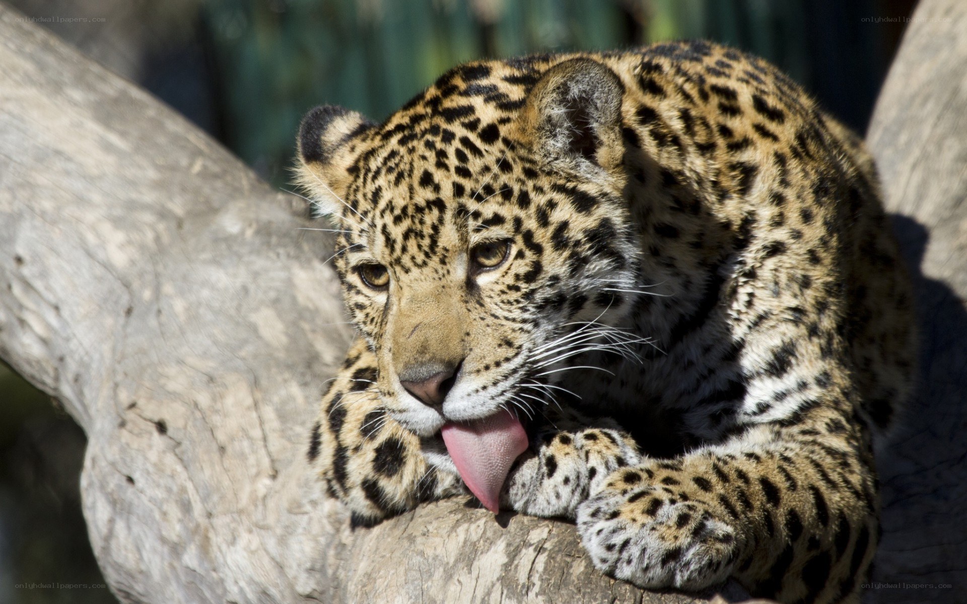Jaguar licking its paw