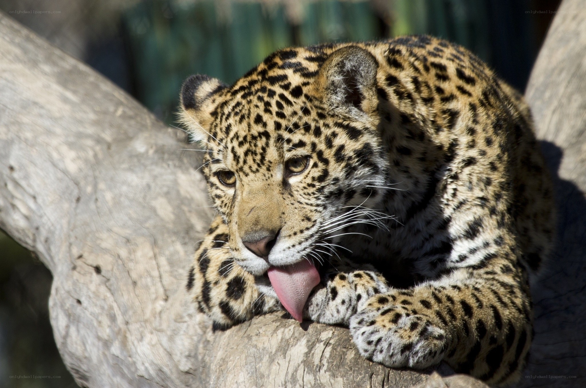 Jaguar licking its paw