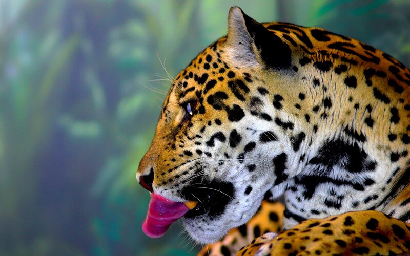 Jaguar Licking Its Tongue