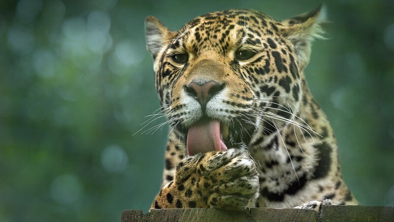 Jaguar Licking Paw — Green