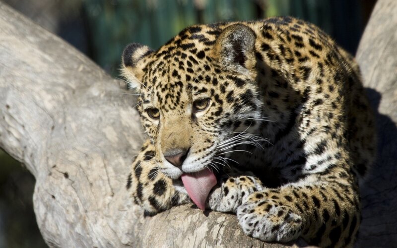 Jaguar Licking Paw