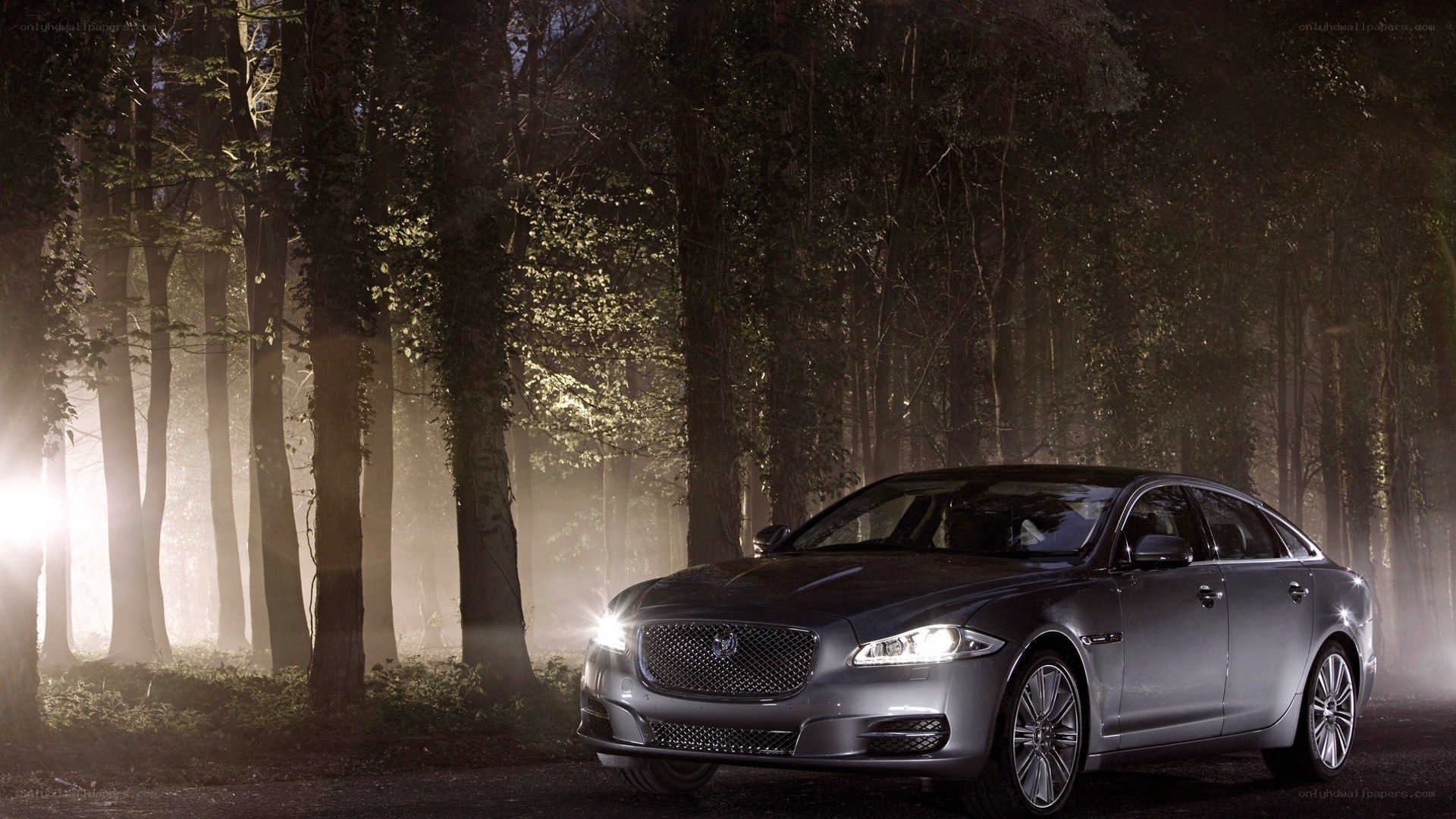 Jaguar luxury car in forest