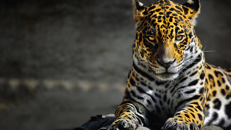 Jaguar Lying Down — Black, Intense