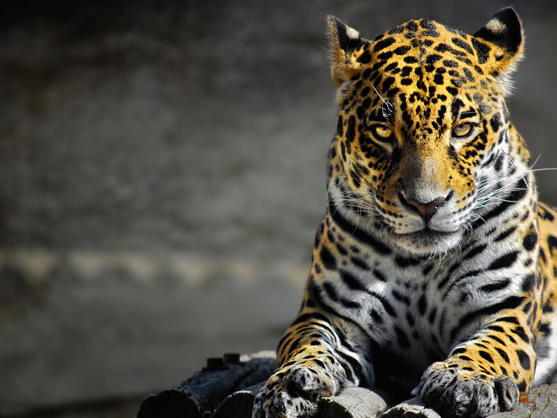 Jaguar Lying Down