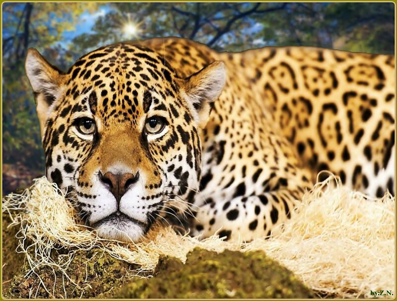 Jaguar Lying Down — Yellow