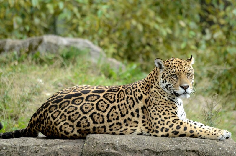 Jaguar Lying on Rock
