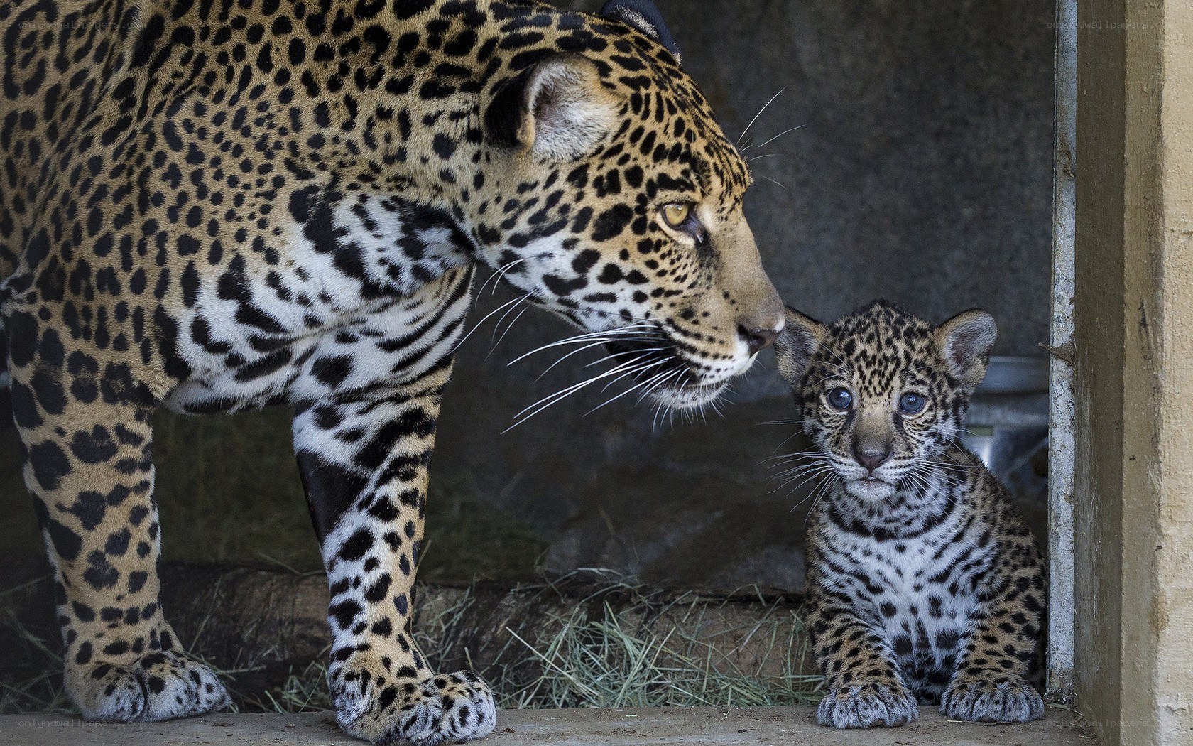 Jaguar mother and cub