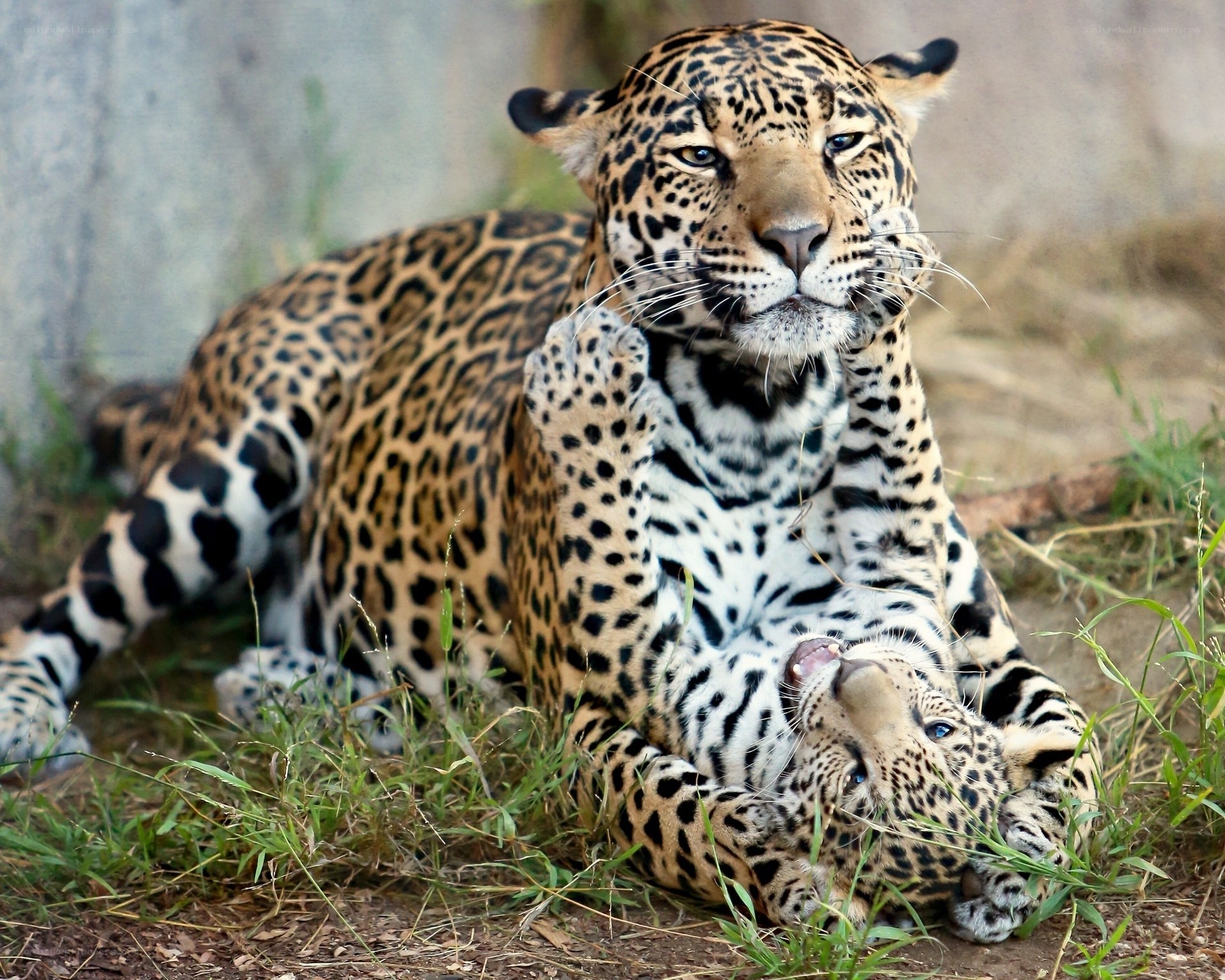 Jaguar mother and cub playing