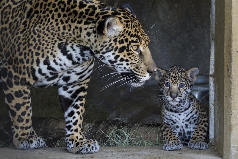 Jaguar mother and cub