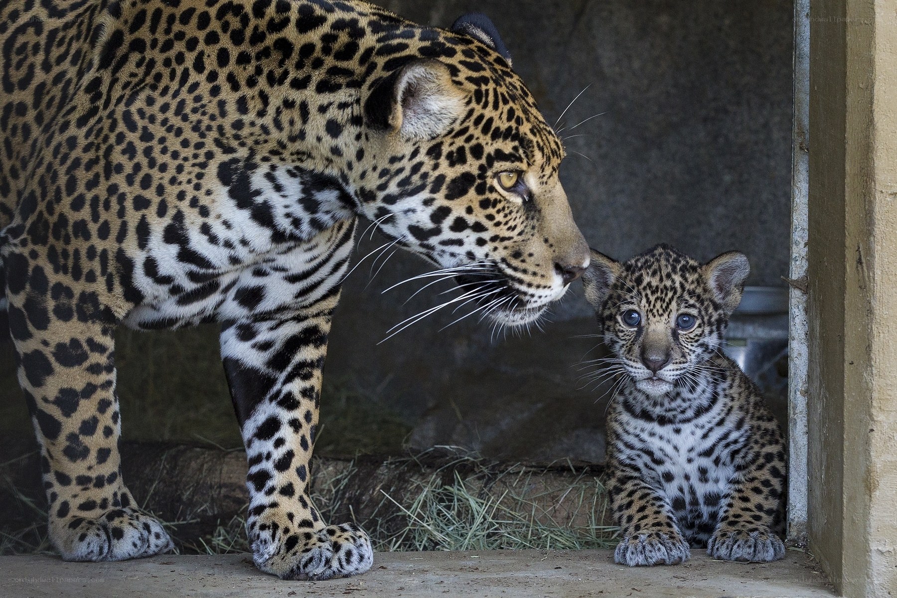 Jaguar mother and cub