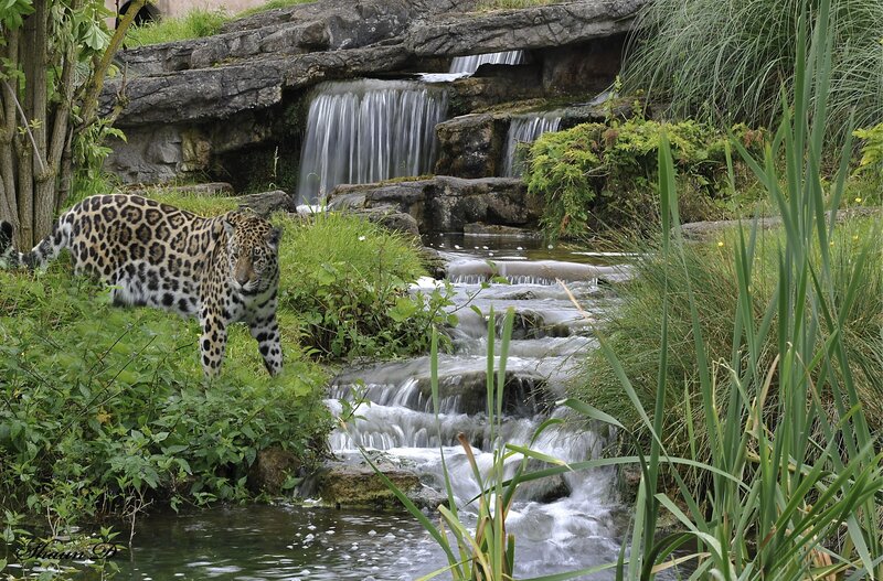 Jaguar near a waterfall