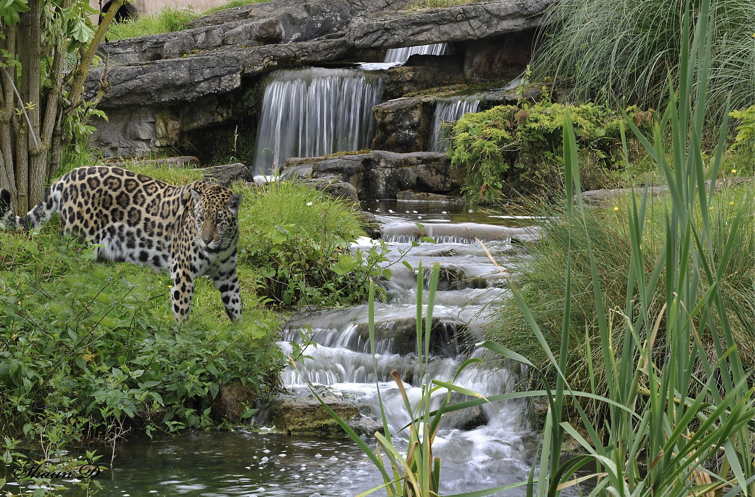 Jaguar near a waterfall