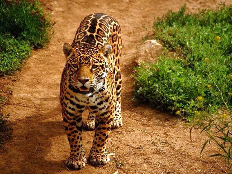 Jaguar on a dirt path