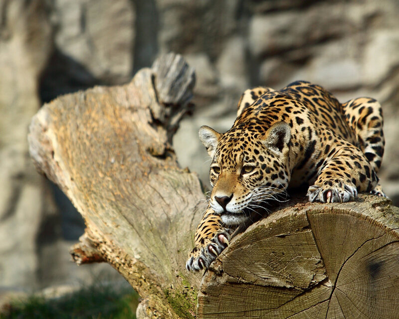 Jaguar on a log
