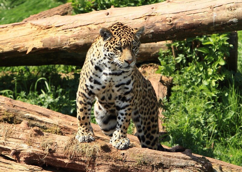 Jaguar on a Log — Brown, Alert