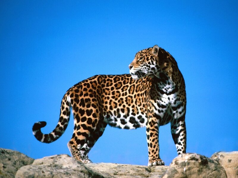 Jaguar on a Rock — Blue, Alert, Afternoon