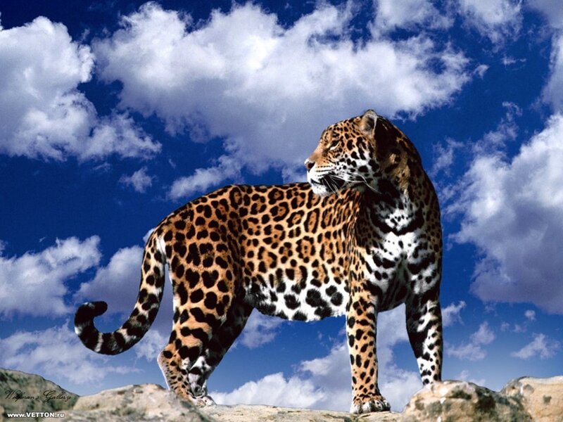 Jaguar on a Rock — Blue, Dramatic, Afternoon, Photograph