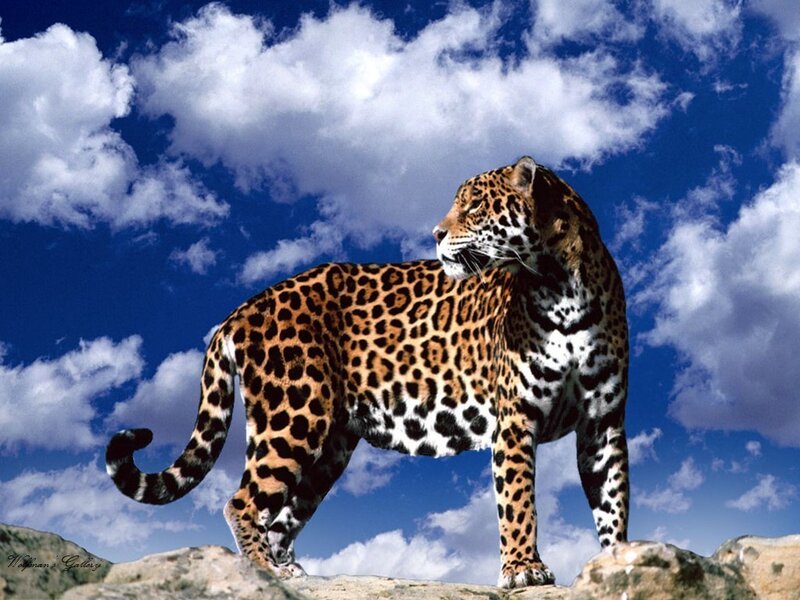 Jaguar on a Rock — Blue