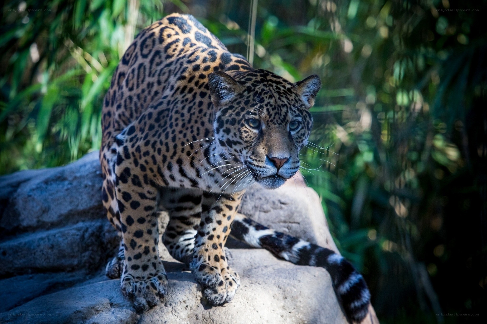 Jaguar on a rock