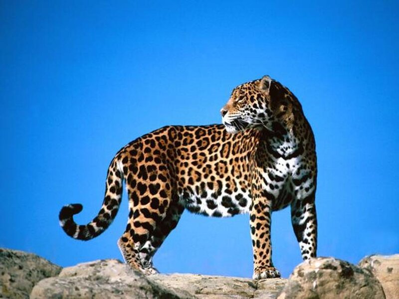 Jaguar on a rocky outcrop