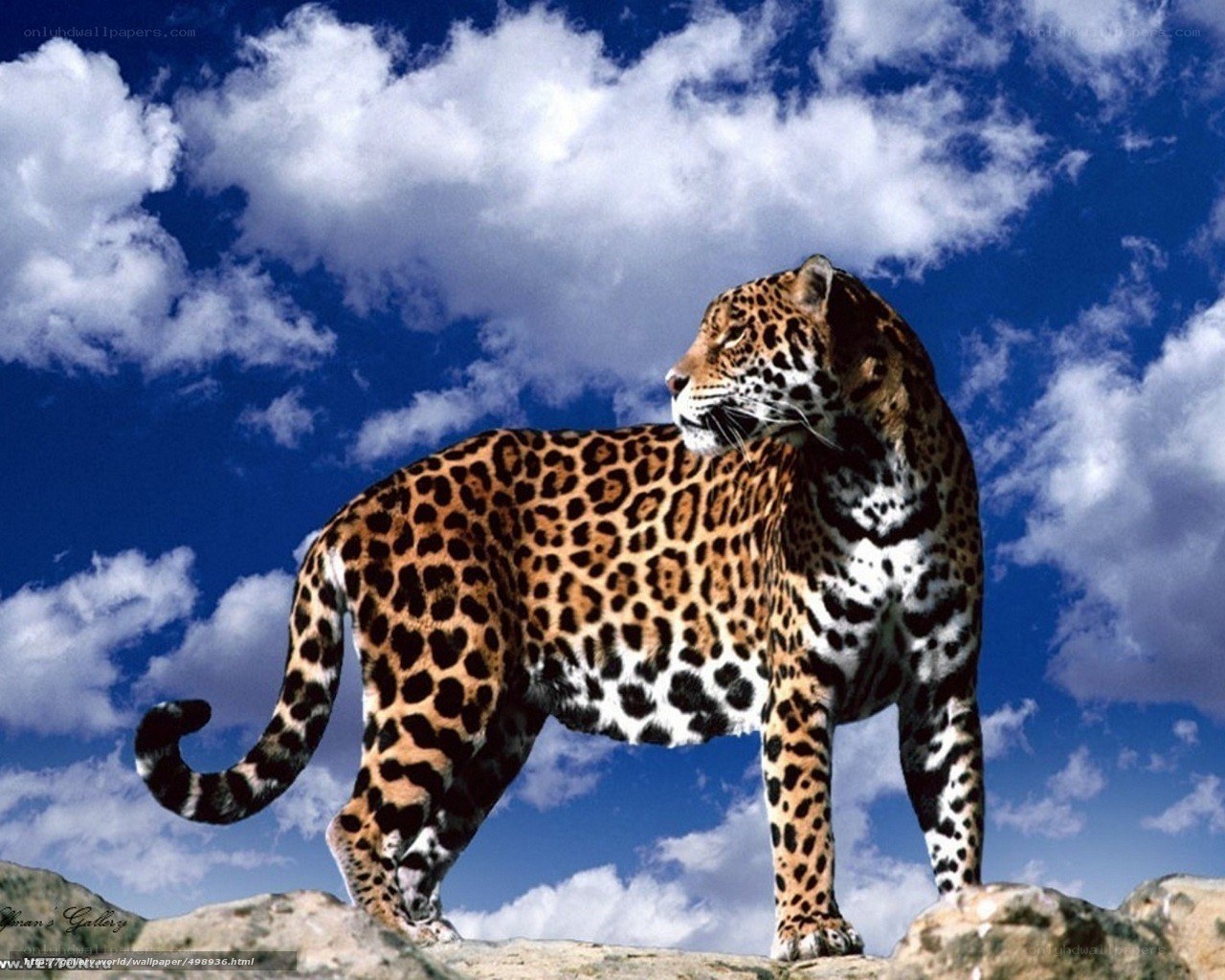 Jaguar on a rocky outcrop