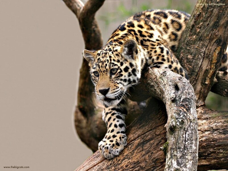 Jaguar on a tree branch