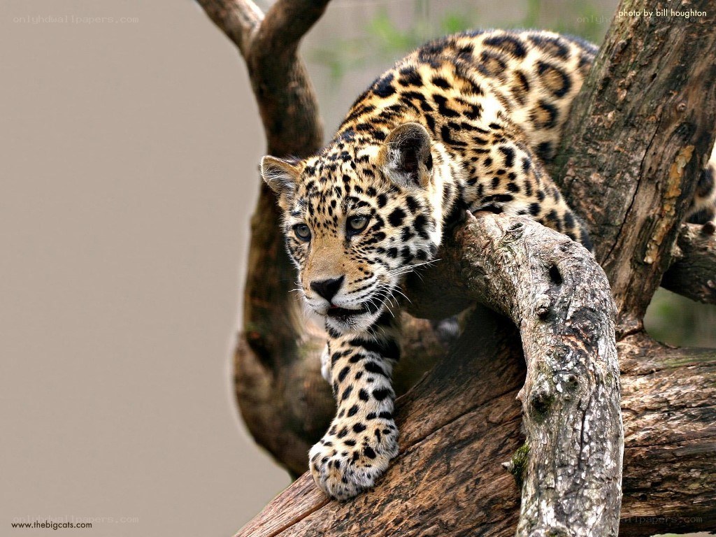 Jaguar on a tree branch