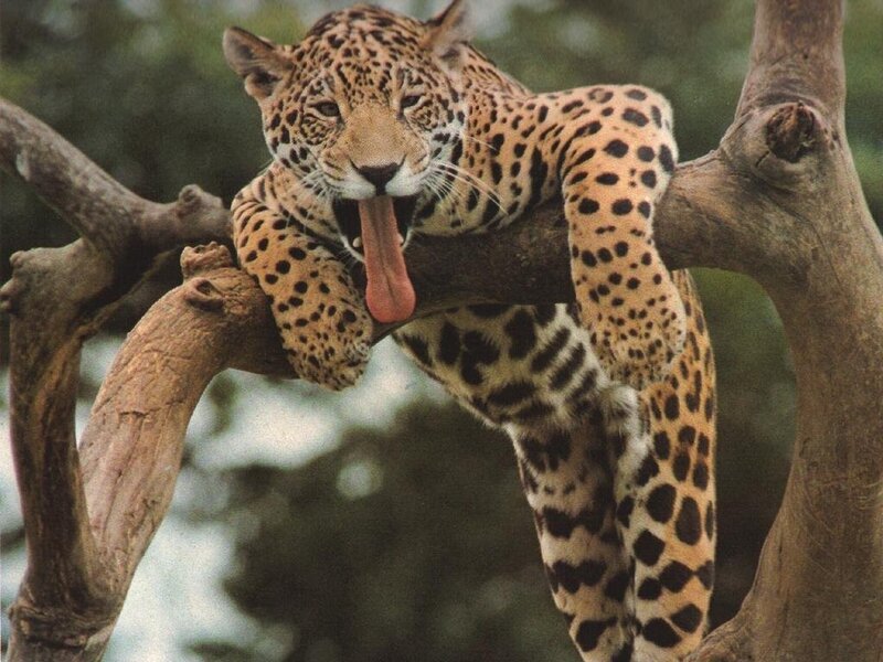 Jaguar on a tree branch