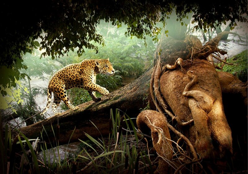 Jaguar on Fallen Log